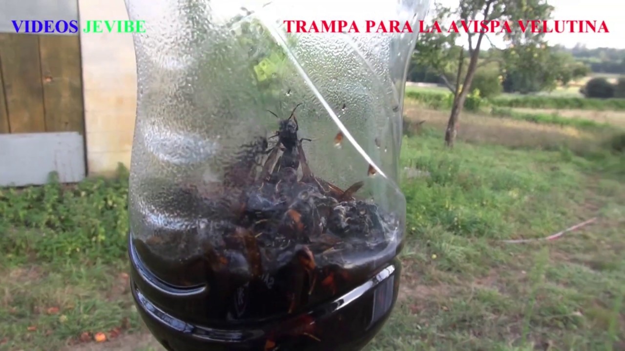 avispa-velutina-asiatica-la-trampa-mortal-super-eficaz-youtube