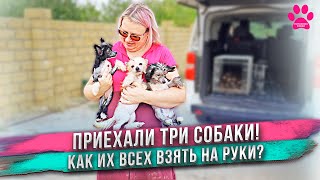 Купила сразу трех собак! И вот они приехали ко мне! Первая встреча.