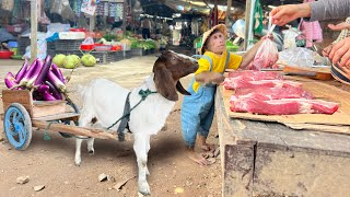 So smart! CUTIS hire goat harvest eggplants at farm sell buy meat