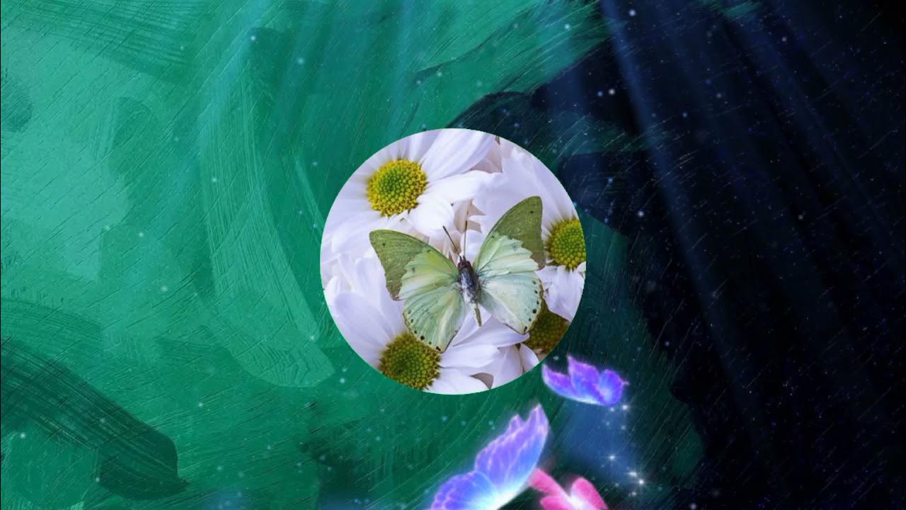 I am a little butterfly. I am a little butterfly