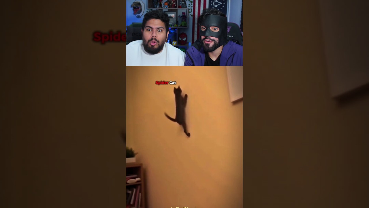 GATO COM AURA
