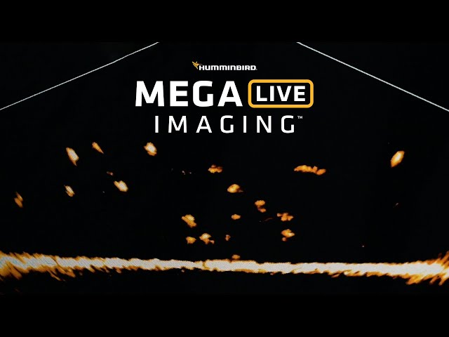 MEGA Live Imaging™ - MEGA Imaging in Live Motion