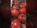 This Farm Produces The Most Beautiful Tomatoes (Mucci Farms - Kingsville, Ontario) 🍅