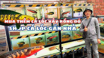Review Shop Cá Lóc Cảnh Gần Nhà Mua Thêm Cá Lóc Vẫy Rổng Đỏ