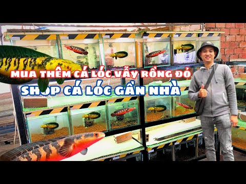 Review Shop Cá Lóc Cảnh Gần Nhà Mua Thêm Cá Lóc Vẫy Rổng Đỏ