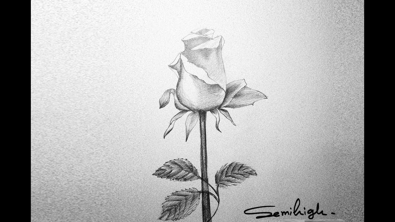 DOT WORLD DREAMS na platformě X How to Draw Realistic Rose Rain Drop  Pencil Sketching Charcoal Official YouTube Link  httpstcob68x1ZMJjB  pencildrawings pencilsketches pencilartwork pencilarts  portraitphotography portraitpainting 