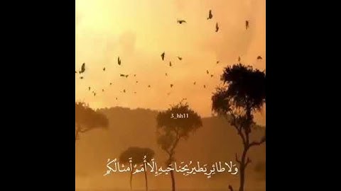 تلاوة مميزة وفي غاية الجمال للقارئ : أحمد العجمي