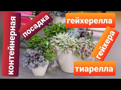 Video: Tiarella Multifoliat