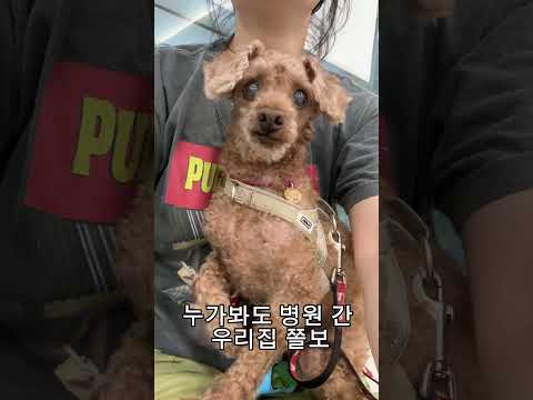 그냥 검진 받으러 간건데… 우리집 귀여운 쫄보 #동물병원#강아지쇼츠 #또치 #우리집강아지