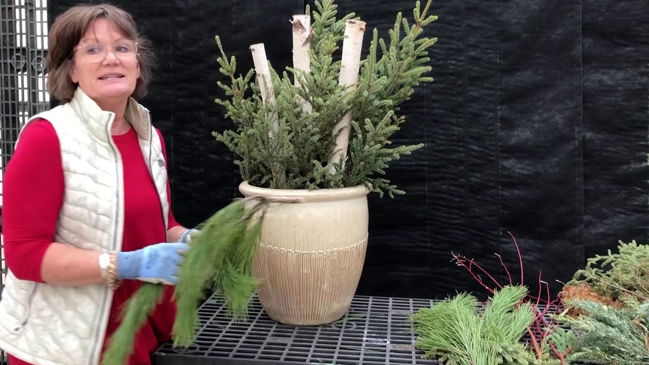 How to create Spruce Tip Containers for the Holidays - YouTube