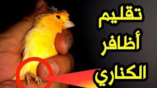 طريقة قص اظافر الكناري - اهمية تقليم أظافر الكناري