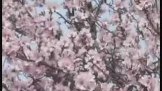 Video thumbnail of "Un Copac cu Flori"