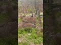 بچه خرس از نزدیک دیدم وای چقد قشنگه خرس 