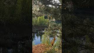 #лето2025 #карьер #тула #тулаlife #shortvideo