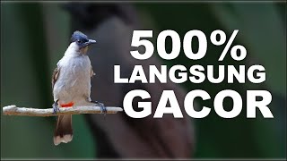 Suara Burung Kutilang Gacor Pagi Hari Bikin Adem dan Cocok untuk Pancingan dan Pikat Burung