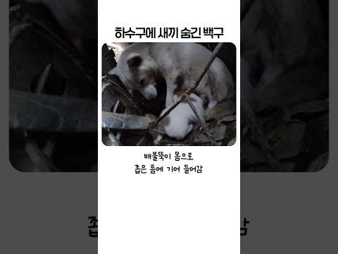 배불뚝이 몸으로 좁은 틈에 숨어 안 나오던 유기견의 눈물 나는 모성애 thumbnail