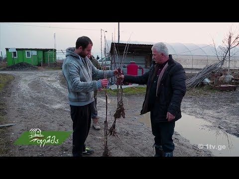 #გაიგემეტი საქართველოში ENPARD-ის პროგრამის სასოფლო-სამეურნეო კოოპერატივებზე