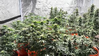 Another update on the girls week 6 of flowering