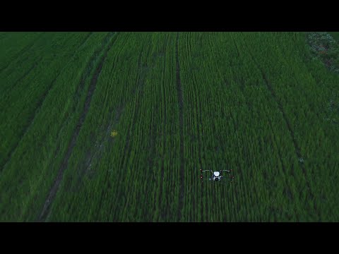 ხორბლის ნაკვეთის შეწამვლა კასპში