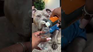 Reigns Relaxing Pawdicure | Dog Grooming | Dog Paw Cleaning #dog #viral #doggrooming