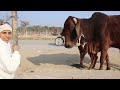First Walk: Badarpur Border, Delhi India Travel Vlog