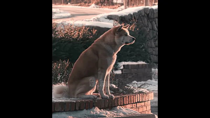 "He didn't come back" - Hachi Edit | Камин EMIN & JONY (slowed & reverb)