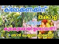 തക്കാളി ഭ്രാന്തു പിടിച്ചപോലെ കായ്ക്കാൻ ഇങ്ങനെ ചെയ്താല്‍ മതി part 1/തക്കാളി കൃഷി/thakkaali krishi