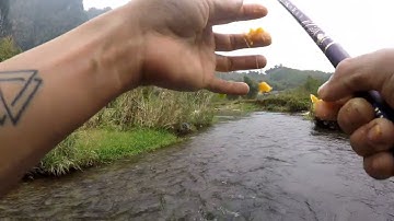 câu cá suối  - câu cá mương bằng mồi bột