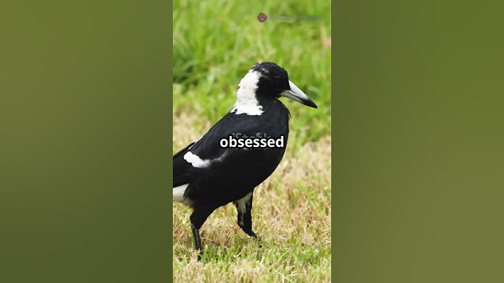 5 Surprising Facts About Magpies! #facts #birds