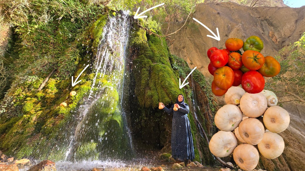 Esmat picking pumpkins and tomatoes in the Zagros Mountains 🍆🍅🏔️