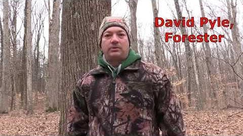 Tree ID   Winter Part 1