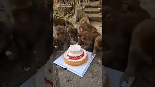 youtubeshorts youtube viral  Mama Ka Happy Birthday 