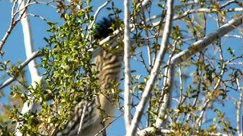 Road runner calling a mate