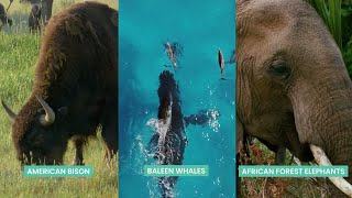 Trophic rewilding can be a game-changing climate solution | One Earth screenshot 4