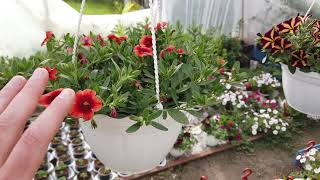 видео: Сколько Калибрахоа ПОСАЖЕНО в Кашпо, как выросли Такие? картинка: Сколько Калибрахоа ПОСАЖЕНО в Кашпо, как выросли Такие?