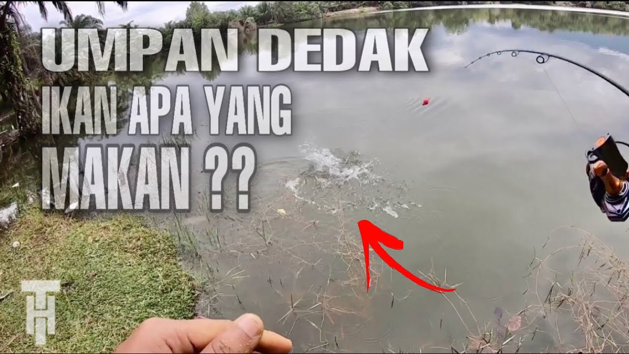 Umpan dedak pun ikan ada makan ke?