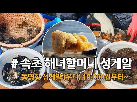 속초 맛집