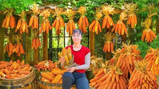 Harvest Corn And Use 3-Wheeled Vehicle To Transport To Farm As Livestock Feed Reserve
