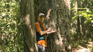 6 Using Forests to Teach Math: Determining tree age