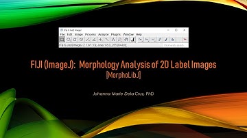 FIJI (ImageJ): Morphological Analysis of 2D Label Images [MorpholibJ]