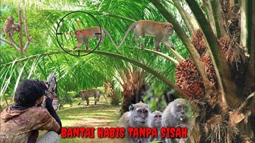 SADIS‼️Tembak mati Raja kera yang meresahkan#Berburu kera liar