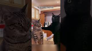 смешные котики #roblox #обзоры #ледовик #кв #скетчи #мойпрайд