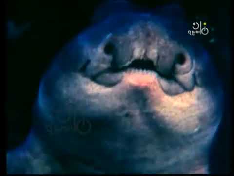 عالم البحار د حامد جوهر أماكن معيشة القروش البحرية