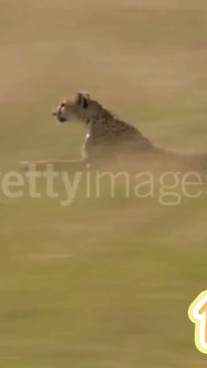 Fastest Living Creature On Land fastest animals support fastest-living-creature-on-land-fastest-animals-support