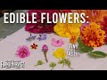 Urban Farm Grows Edible Flowers | Maryland Farm & Harvest