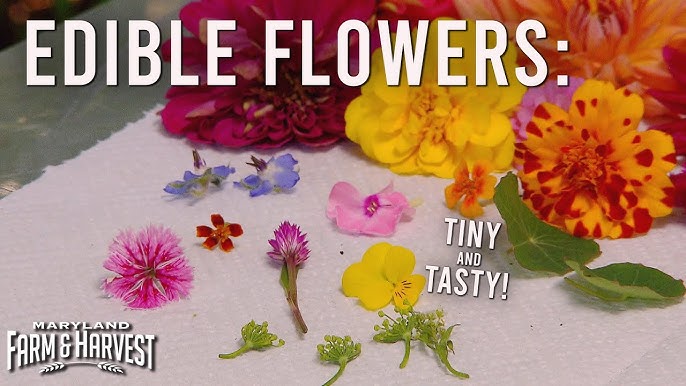 Make the most out of your tea and try edible flower ice combined with