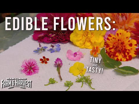 Urban Farm Grows Edible Flowers | Maryland Farm x Harvest