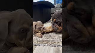 2 bulldogs sharing a toy…father and son #dogsofshorts #bulldog #englishbulldog #dogs