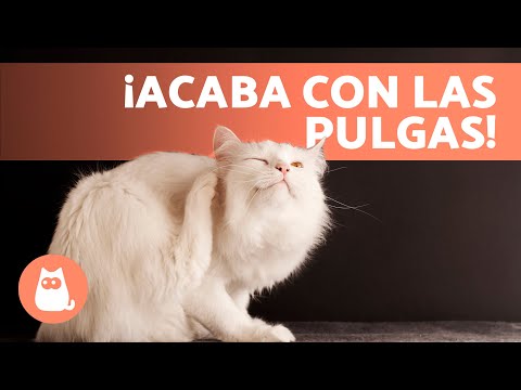 Video: Cómo deshacerse de los gatos: 9 pasos (con imágenes)