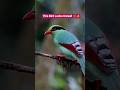 Bird Looks Unreal 😳 #birds #nature #wildlife #youtubeshorts #shorts #viralvideo